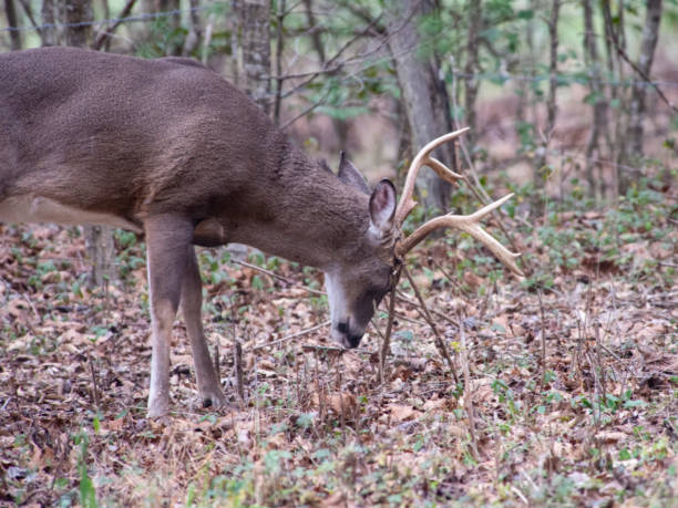 istock A White Tailed Deer Buck rubs his antlers on a small branch marking his territory. 1090222276