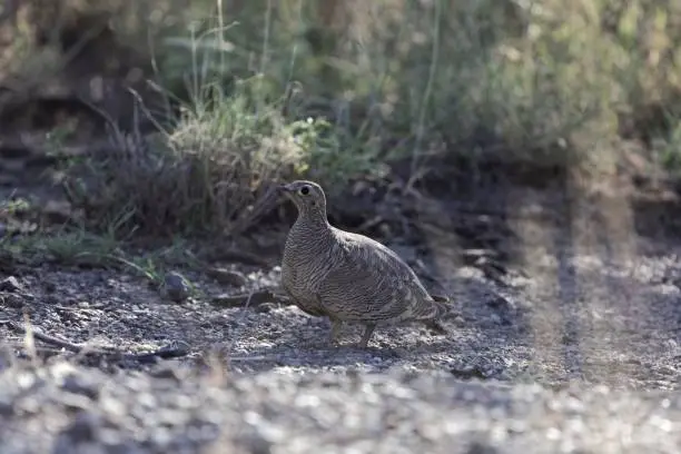 Photo of Lichtensteins Sandgrouse (Pterocles lichtensteinii)