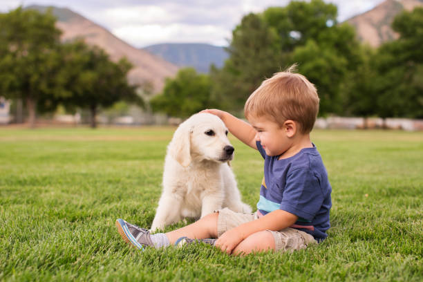 Young Boy with Puppy A young boy pets a young golden labrador retriever puppy. This toddler is so happy to play at the park with his favorite animal, a dog. Image taken in Utah, USA. two dogs hugging stock pictures, royalty-free photos & images