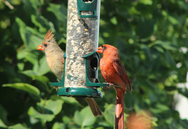 istock Cardinals on feeder 1090224326