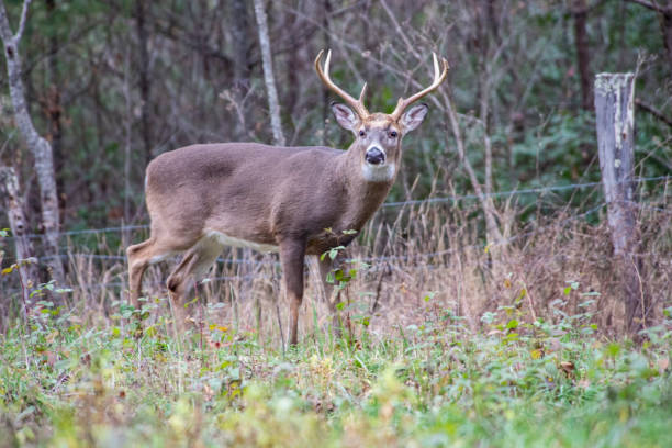 istock A large antlered White Tailed Deer holds his head high. 1090229240