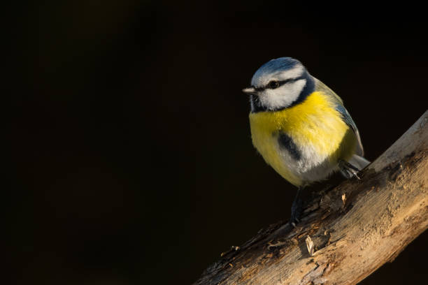 istock Blue Tit / Cyanistes caeruleus 1090230970