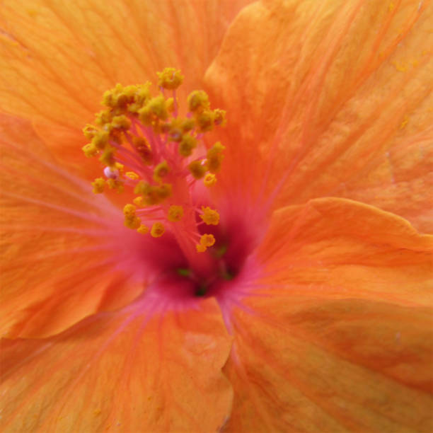 istock Environments: graphic images, patterns/backgrounds in tropical flowers 1090231390