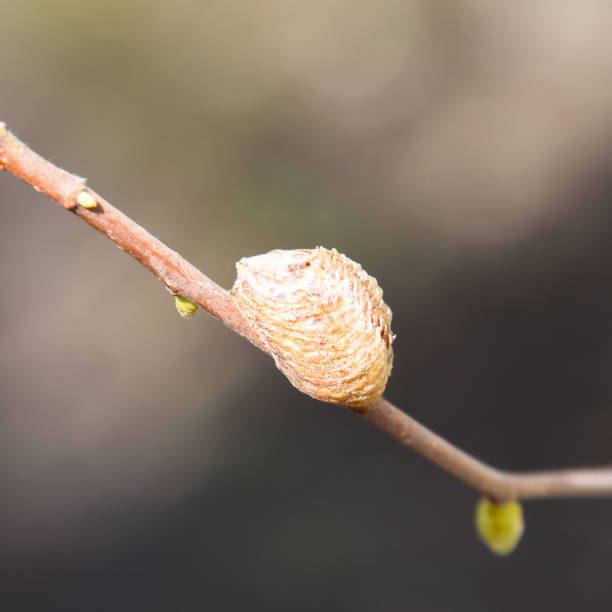 istock Ootheca mantis on the branches of a tree. The eggs of the insect 1090231432