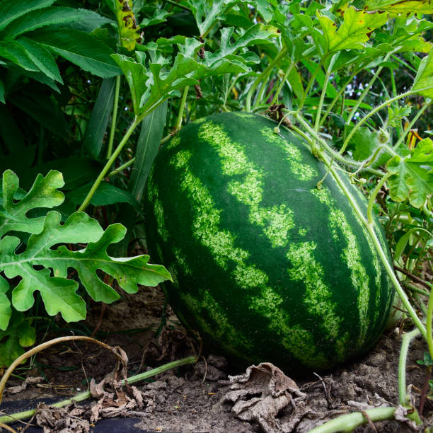 el melón de agua creciente en el campo - watermelon full length isolated circle fotografías e imágenes de stock