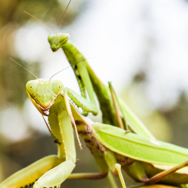 istock Mantis on a red background. Mating mantises. Mantis insect preda 1090231526