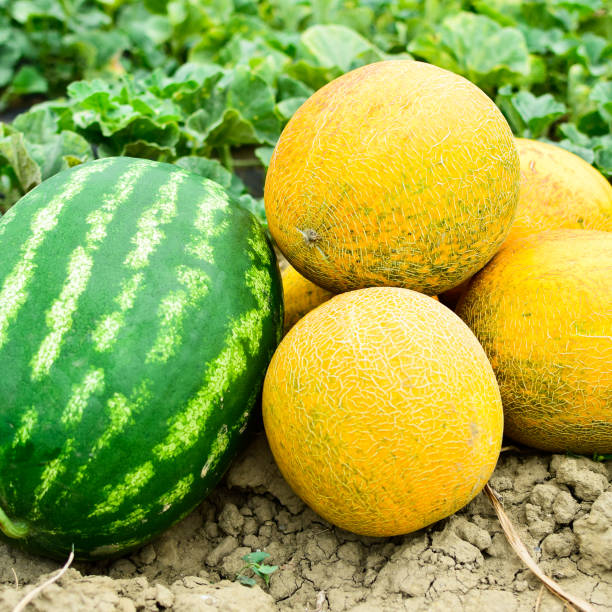 madura de melón y sandía la nueva cosecha. - watermelon full length isolated circle fotografías e imágenes de stock