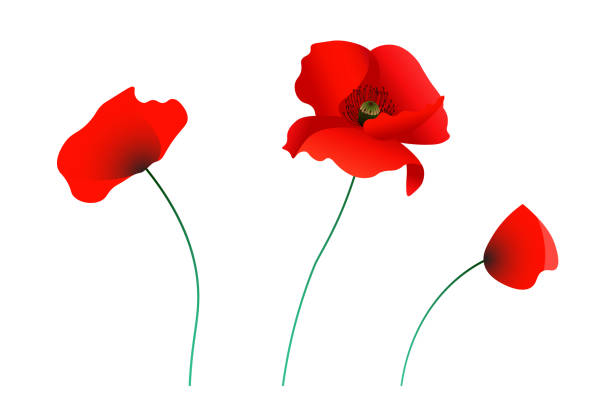 Poppy flowers Set of red poppy flowers. Vector illustration remembrance day background stock illustrations
