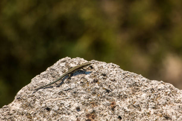 istock Little lizard on a big rock and blurred background 1090232810