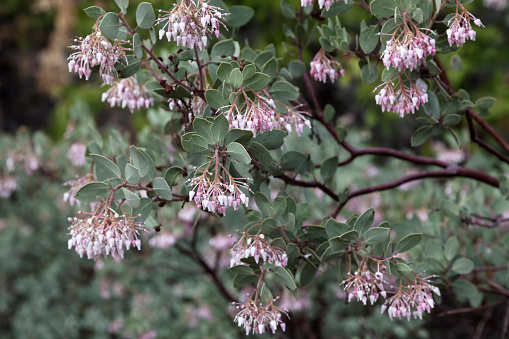 Pink And White Blossoms From Manzanita Shrub With Green Leaves And Red Barked Branches