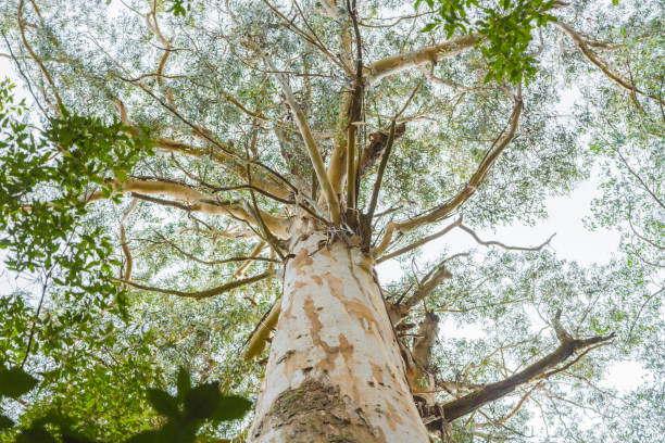 オーストラリアのユーカリの森 - 樹冠 ストックフォトと画像
