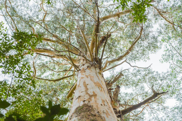 australia eucalyptus forest - tree shade large growth zdjęcia i obrazy z banku zdjęć