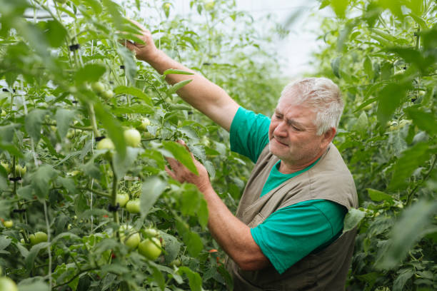 istock Senior man planting tomatoes in a garden 1090233530