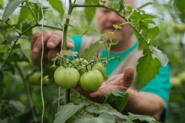 istock Planting green tomatoes in the garden 1090234766
