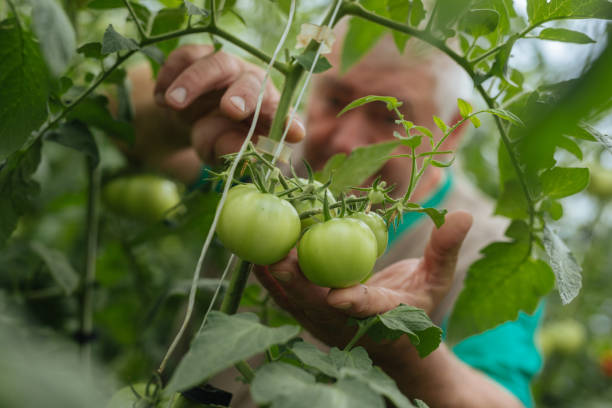 istock Planting green tomatoes in the garden 1090234902