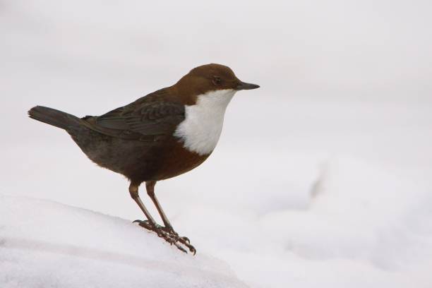 White-throated Dipper, Cinclus cinclus