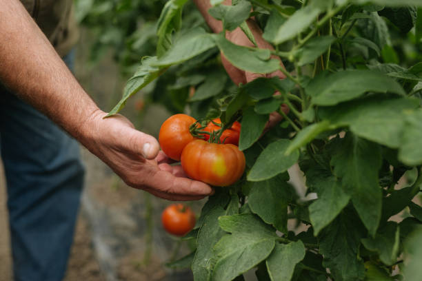 istock Fresh organic tomatoes in the garden 1090235144