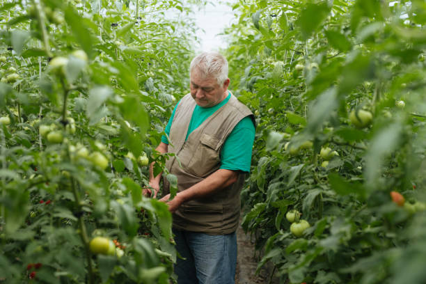 istock Senior man planting tomatoes in a garden 1090235292