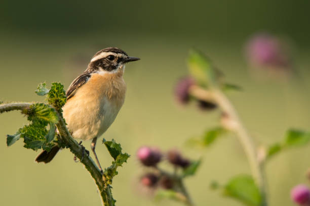 braunkehlchen, saxicola rubetra - whinchat stock-fotos und bilder