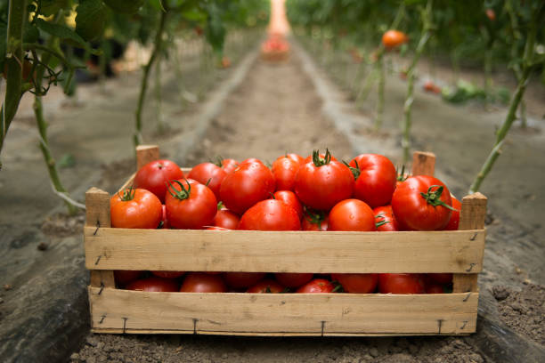 Fresh organic tomatoes in the garden