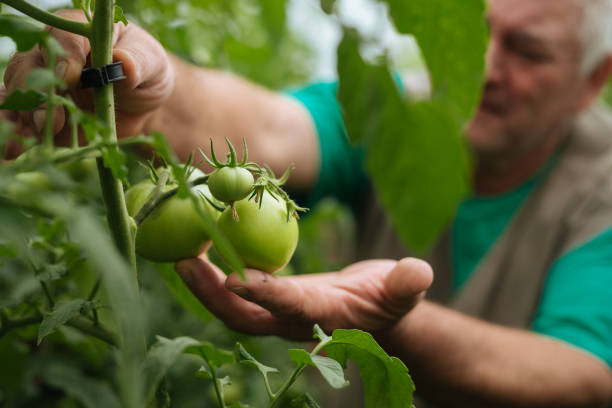 istock Planting green tomatoes in the garden 1090236748