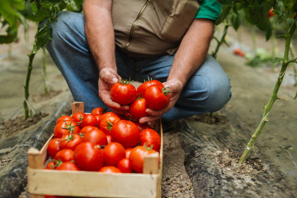 istock Fresh organic tomatoes in the garden 1090236792