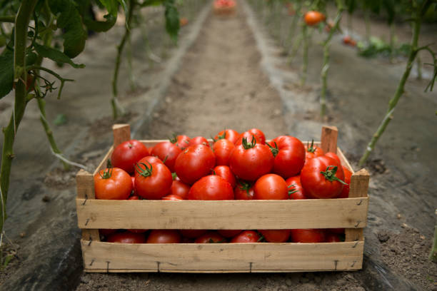 istock Fresh organic tomatoes in the garden 1090236962