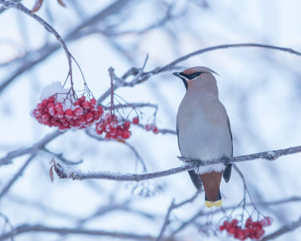 istock Bohemian Waxwing Eating Mountain Ash Berries 1090237240
