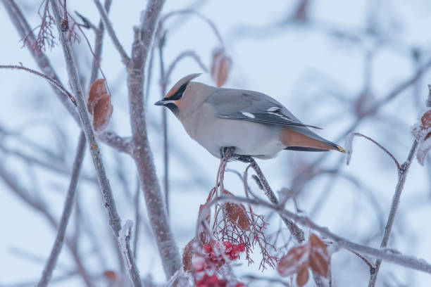 istock Bohemian Waxwing Eating Mountain Ash Berries 1090237320