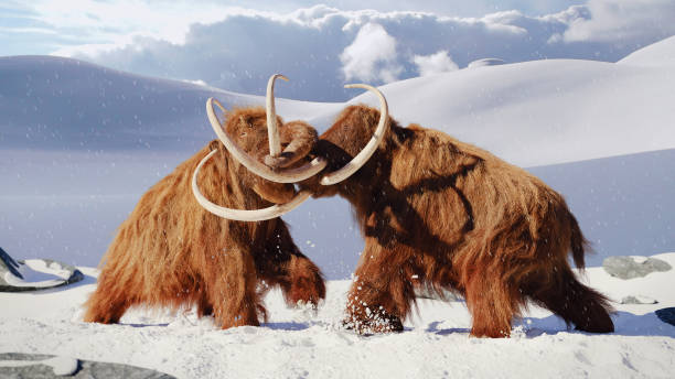 mammouth laineux taureaux de combat préhistorique mammifères glaciaire dans la neige gelée paysage - pliocene photos et images de collection