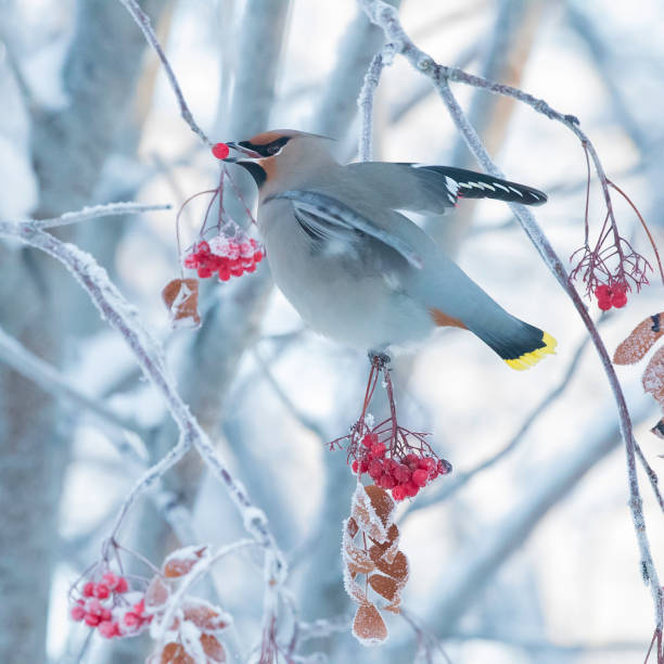 istock Bohemian Waxwing Eating Mountain Ash Berries 1090239542