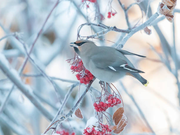 istock Bohemian Waxwing Eating Mountain Ash Berries 1090239674