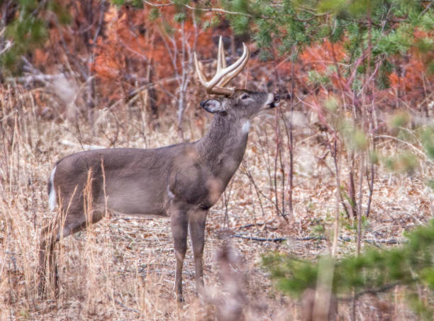 un dólar de venado cola blanca se encuentra la bobina durante la temporada de berrea. - great smoky mountains national park animal antler stag fotografías e imágenes de stock