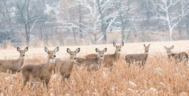 troupeau de cerfs de virginie (odocoileus virginianus) regardant la caméra. - cerf de virginie photos et images de collection