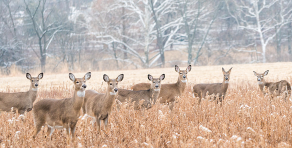 Herd of white-tailed deer in field on winter morning, looking at camera, Berks County, Pennsylvania.