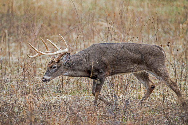 A White Tailed Deer Buck has his head down trailing a female.