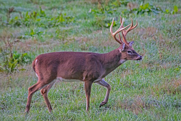 un hermoso blanco cola venado buck caminando en la hierba verde. - great smoky mountains national park animal antler stag fotografías e imágenes de stock