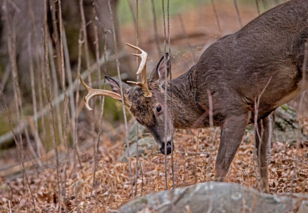 istock A White Tailed Deer Buck rubs his antlers on a small branch. 1090245636