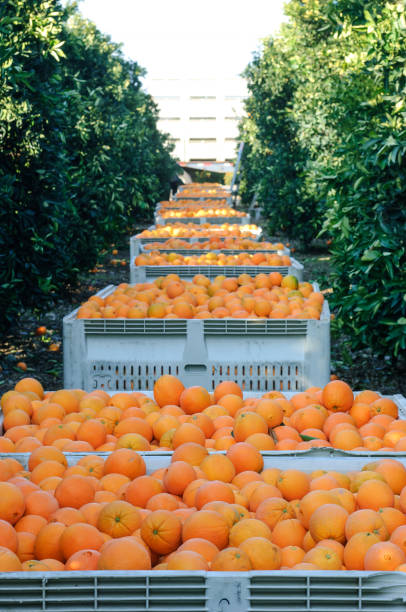 istock Navel Oranges in Shipping Crate 1090246040