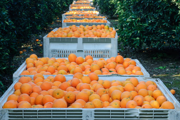 istock Navel Oranges in Shipping Crate 1090247676