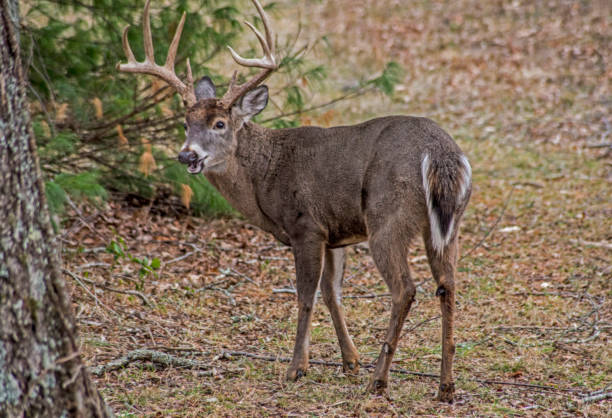 istock A White Tailed Buck looks over his shoulder at the camera. 1090250812
