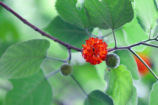 The paper mulberry (Broussonetia papyrifera, syn. Morus papyrifera L.) is a species of flowering plant in the family Moraceae.