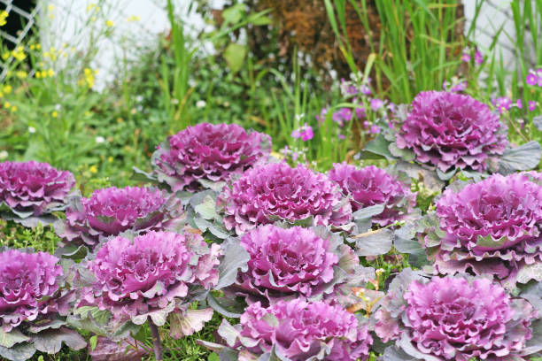 istock Purple cabbage field (brassica oleracea),vegetable leaves 1090255506