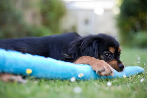 Photo of Cavalier King Charles Spaniel