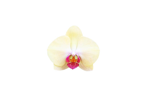 istock Yellow Inflorescence orchid 1090255942