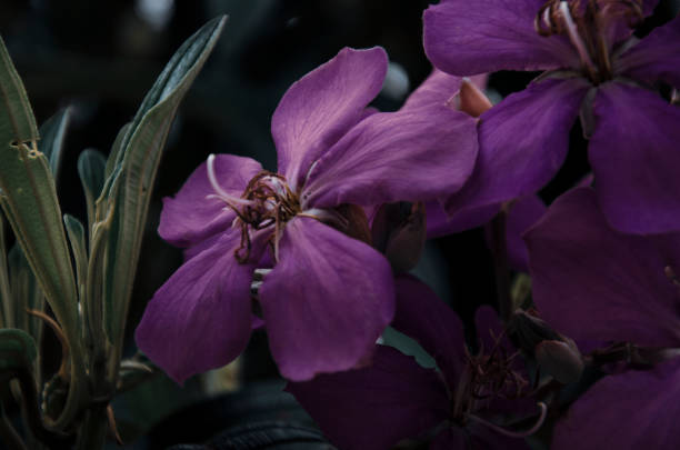istock Purple Flower Belo Horizonte 1090258344