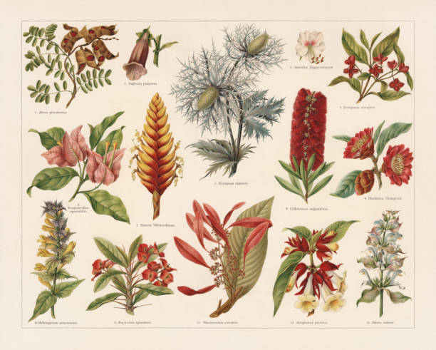 illustrazioni stock, clip art, cartoni animati e icone di tendenza di piante tropiche, sempreverdi e velenose, cromotiografo, pubblicato nel 1897 - giardino