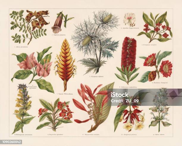 Tropic Evergreen And Poisonous Plants Chromolithograph Published In 1897 Stock Illustration - Download Image Now