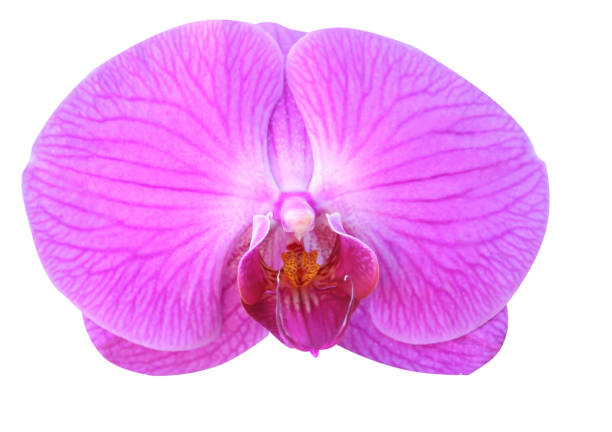 istock Beautiful  purple orchid isolated on white background 1090260224