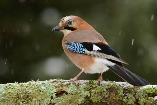 Eurasian Jay, Garrulus glandarius